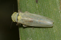 Macrosteles quadrilineatus BugGuide32841.jpg