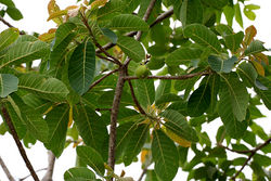 alt=Description de l'image Madhuca longifolia var latifolia (Mahua) W IMG 0242.jpg.