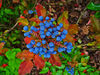 Mahonia aquifolium