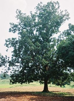 alt=Description de l'image Mahuwa tree in Chattisgarh.jpg.