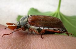 Feldmaikäfer: Männchen - Jost Jahn, CC-BY-SA 4.0