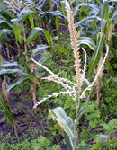 Maize flower bunch India tamil word 13.1.jpg