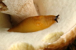 Pilzschnegel: Alttier (adult) - James Lindsey, CC BY-SA 3.0