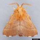 Malacosoma disstria IPM5461483.jpg