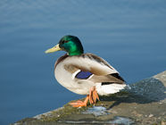 Male mallard standing.jpg