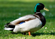 Männliche Stockente