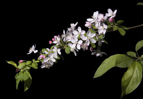 Malus floribunda (Japanese crabapple).jpg