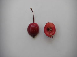 Malus purpurea halved fruit JR Press.JPG