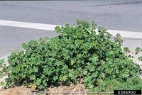 Malva nicaeensis IPM5386900.jpg