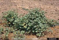 Malva parviflora IPM5386905.jpg