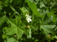 Malva parviflora small.jpg