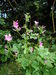 Malva sylvestris ssp. sylvestris JuliaKruse.jpg