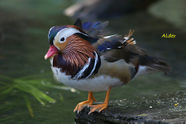 Mandarin Duck 5589.jpg