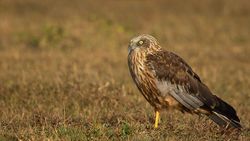 Männchen - Sumeet Moghe, CC BY-SA 3.0