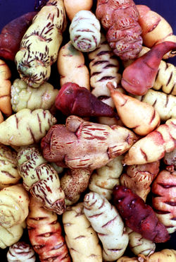 alt=Description de l'image Mashua tuber diversity Peru (Tropaeolum tuberosum).JPG.