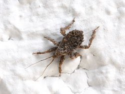 Larve der Staubwanze - Masked_hunter_(Reduvius_personatus)_nymph,_Middle_Franconia,_Germany_-_20110820-02.jpg: Drahkrub. derivative work: Chumwa (talk)