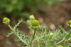 Matricaria discoidea - Botanischer Garten Mainz IMG 5660.JPG