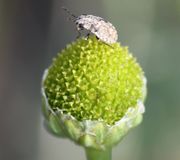 Die Röhrenblüten sind grün gelblich. Obendrauf sitzt die Larve einer Wanzenart, eine Pentatomide. (Bild: W. Wohlers, JKI)