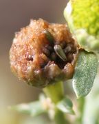 Bei Regen zerfließen die abgestorbenen Blüten zu einem braunen, klebrigen Brei, unter dem die Samen sitzen. (Bild: W. Wohlers, JKI)
