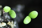 Die ovalen Keimblätter sind kurz gestielt und nur 3 mm lang. (Bild: W. Wohlers, JKI)