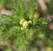 Die Knospen sitzen an der Triebspitze eng zusammen. (Bild: W. Wohlers, JKI)