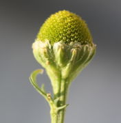 Der Blütenkorb hat keine Zungenblüten. (Bild: W. Wohlers, JKI)