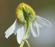 Der Blütenboden ist kegelförmig und hohl. Damit kann sie leicht von der Geruchlosen Kamille unterschieden werden. (Bild: W. Wohlers, JKI)