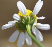 Blüte von unten. Die Hüllblätter sind in drei Reihen angeordnet. (Bild: W. Wohlers, JKI)