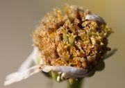 Nach der Blüte verfärben sich die Röhrenblüten braun, bleiben aber lange erhalten. (Bild: W. Wohlers, JKI)