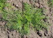 Im Herbst gekeimte Pflanzen weisen eine ausgeprägte Rosette auf. (Bild: W. Wohlers)