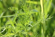 Die Triebspitze bevor Knospen zu sehen sind. (Bild: W. Wohlers, JKI)