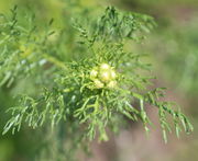 Knospen umgeben von jungen Blättern. (Bild: W. Wohlers)