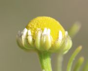 Die Hüllblätter haben einen häutig durchsichtigen Rand. (Bild: W. Wohlers)