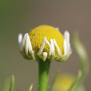 Die Zungenblüten erscheinen spät. Pro Hüllblatt eine Zungenblüte. (Bild: W. Wohlers)