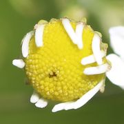 Nicht aus allen Hüllblättern entsprießen Zungenblüten. (Bild: W. Wohlers)