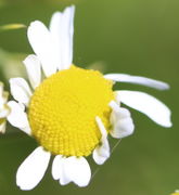 Die Zungenblüten senken sich bald ab, nachdem sie voll entwickelt sind. (Bild: W. Wohlers)