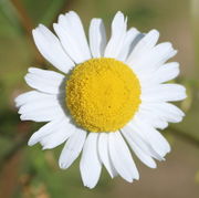 Die Blüten erreichen 2cm im Durchmesser oder mehr. (Bild: W. Wohlers)