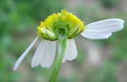 Echte Kamille: Blüte – Fornax, CC BY-SA 3.0