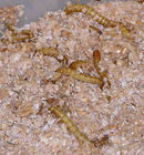 Mealworms in plastic container of bran.jpg