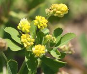 An den jungen, noch kurzen Trieben sitzen die Blüten nah beieinander. Die Blüten sind leuchtend gelb. (Bild: W. Wohlers, JKI)