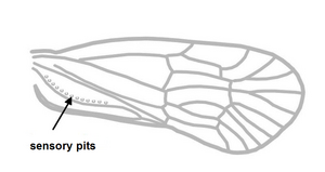 Meenoplidae Vorderflügel