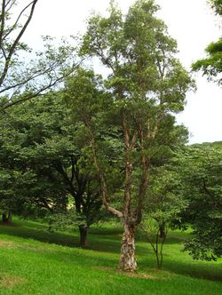 alt=Description de l'image Melaleuca quinquenervia Tree 1.jpg.