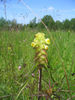 Melampyrum cristatum flower (A.Fleischmann).jpg