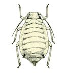 Melanaphis sacchari from CSIRO.jpg