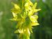 Melilotus officinalis.jpeg