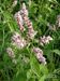 Mentha-spicata Biel-1 BIB.jpg