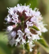 Die Triebspitze endet mit Blüten. Die Kelchblätter sind dunkelrot und miteinander verwachsen. (Bild: W. Wohlers)