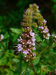 Mentha spicata var. viridis 002.JPG