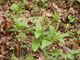 Mercurialis perennis, männliche Pflanzen mit Blüten