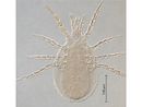 Metaseiulus occidentalis PaDIL140799a.jpg